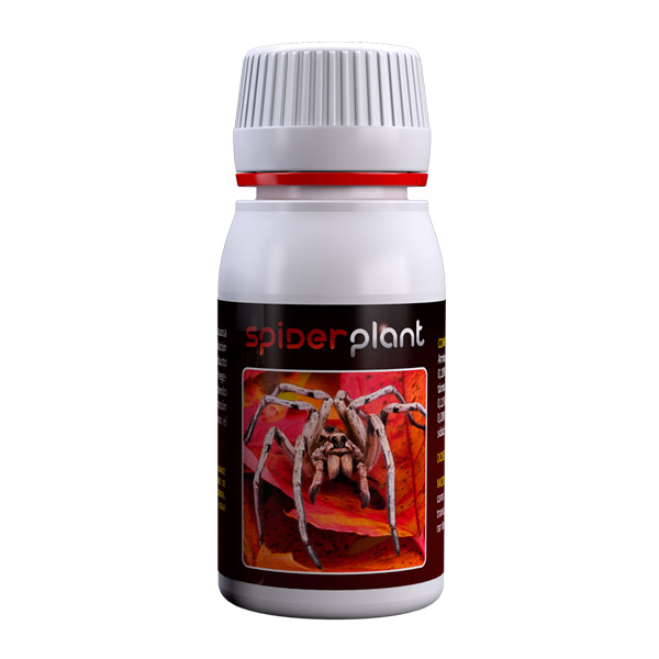 Spider_Plant_60_ml.